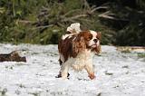 CAVALIER KING CHARLES 509